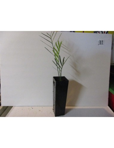 Encephalartos lehmanii (Karoo cycad) Grown from pots in Winsconsin, Worldwie shippping