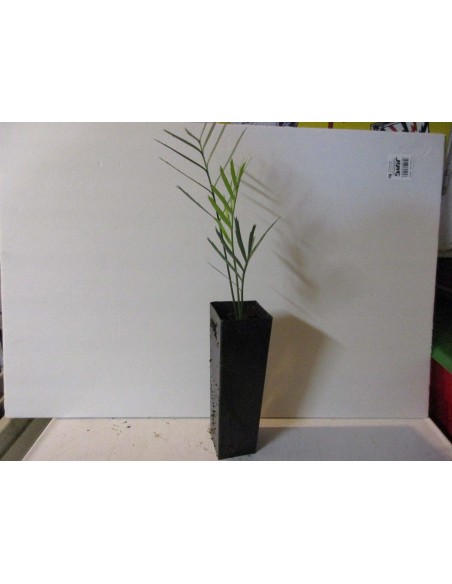 Encephalartos lehmanii - Karoo cicada Gris - AZUL Las mas raras plantas de Venta aqui