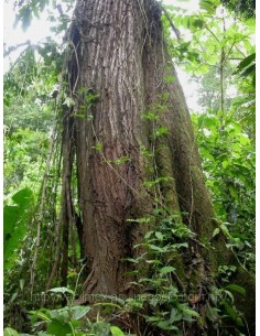 1 Tropical red cedar (Cedrela odorata) For sale tree nursery