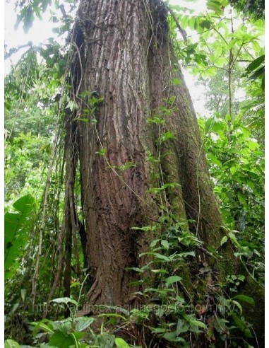 1 Arbolito de Cedro Rojo tropical Wow Cedrela odorata Venta para reforestacion