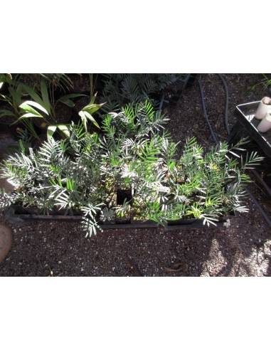 Encephalartos lehmanii - Karoo cicada Gris - AZUL Las mas raras plantas de Venta aqui