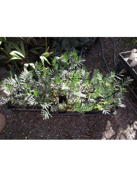 Encephalartos lehmanii (Karoo cycad) Grown from pots in Winsconsin, Worldwie shippping