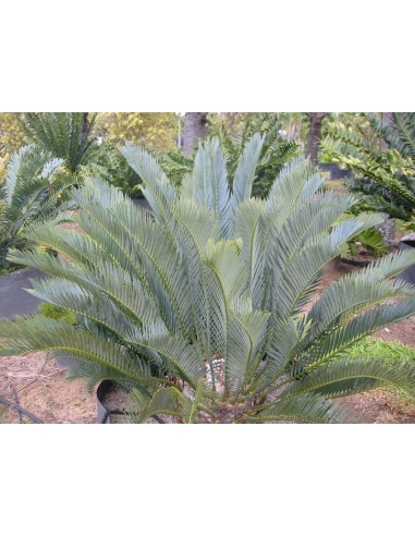 Encephalartos lehmanii - Karoo cicada Gris - AZUL Las mas raras plantas de Venta aqui