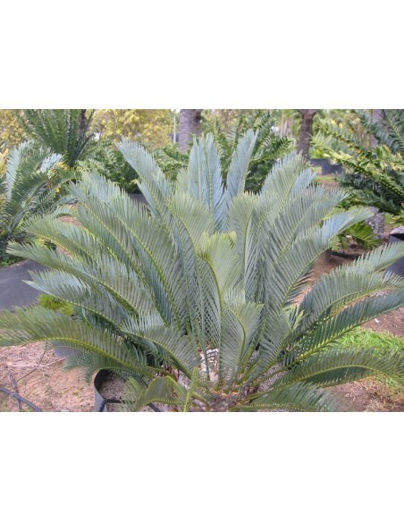 Encephalartos lehmanii (Karoo cycad) Grown from pots in Winsconsin, Worldwie shippping
