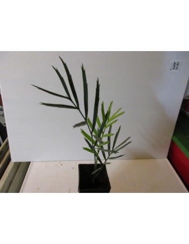 Encephalartos lehmanii - Karoo cicada Gris - AZUL Las mas raras plantas de Venta aqui