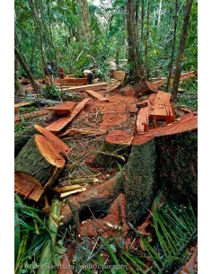 1 Arbolito de Cedro Rojo tropical Wow Cedrela odorata Venta para reforestacion 2