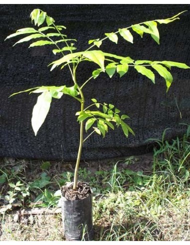 1 Arbolito de Cedro Rojo tropical Wow Cedrela odorata Venta para reforestacion