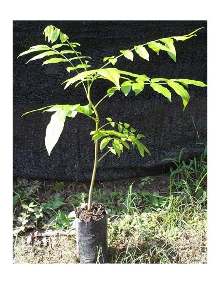 1 Arbolito de Cedro Rojo tropical Wow Cedrela odorata Venta para reforestacion