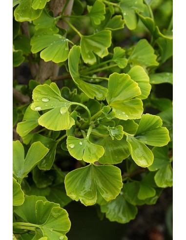Ginkgo biloba ''Jade butterfly 1'' Grafted plant -