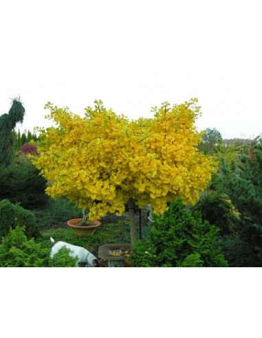 Ginkgo biloba ''jade butterfly 1'' Arbolito Injerto, Viveros de estados Unidos en Mexico
