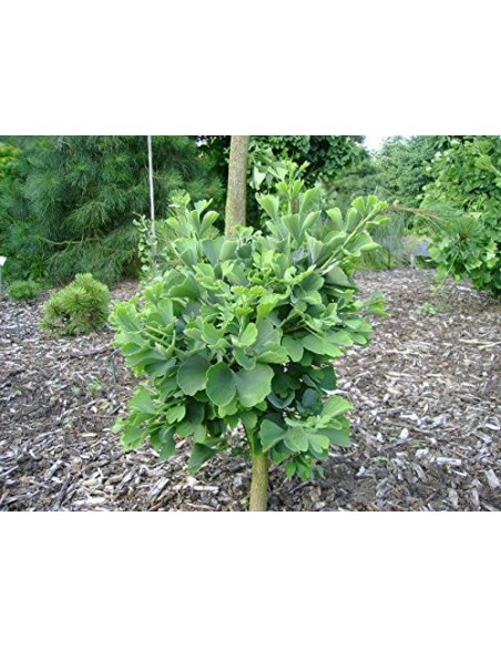 Ginkgo biloba ''Jade butterfly 1'' Grafted plant -