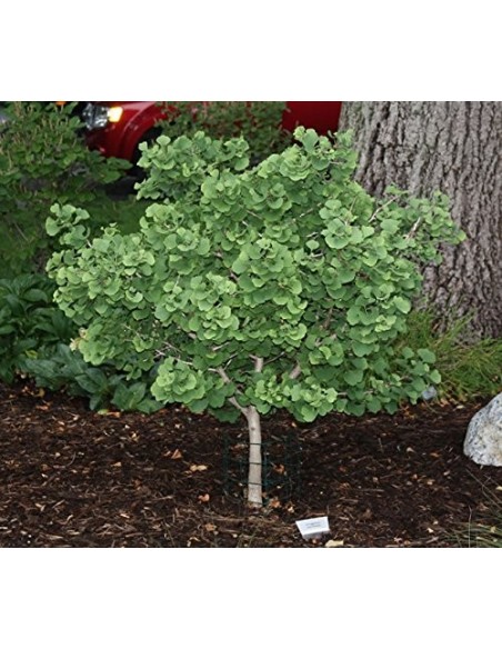 Ginkgo biloba ''Jade butterfly 1'' Grafted plant -