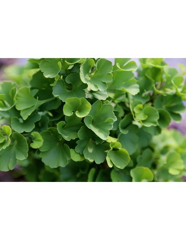 Ginkgo biloba ''Jade butterfly 1'' Grafted plant -