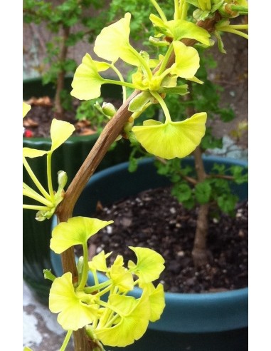 Ginkgo biloba ''Beijing gold'' Arbolito en Venta en Mexico Importados de coleccion