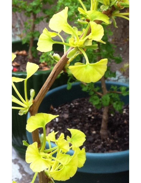 Ginkgo biloba ''Beijing gold'' Grafted plant -