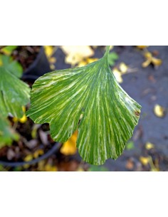 Ginkgo biloba ''Beijing gold'' Grafted plant - 2