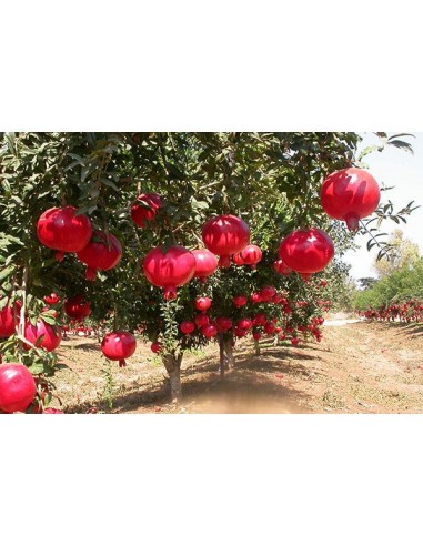 1 Arbolito de Granada gigante (Punica granatum)  Injerto, ya produciendo frutos, wow