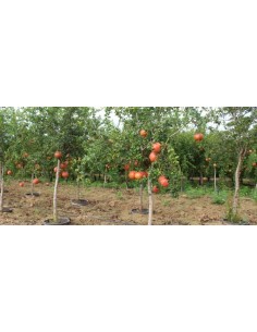 1 Giant Pomegranate - Punica granatum Live plants for sell 2