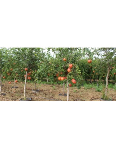 1 Giant Pomegranate - Punica granatum Live plants for sell