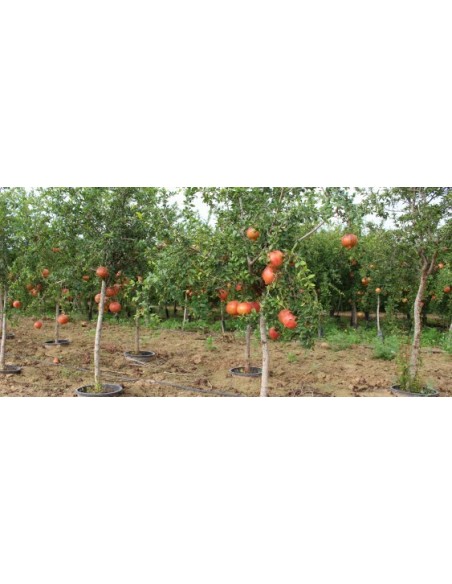 1 Giant Pomegranate - Punica granatum Live plants for sell