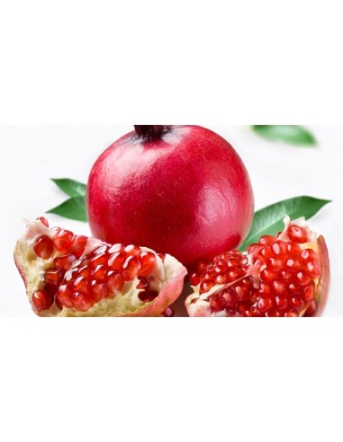 1 Giant Pomegranate - Punica granatum Live plants for sell