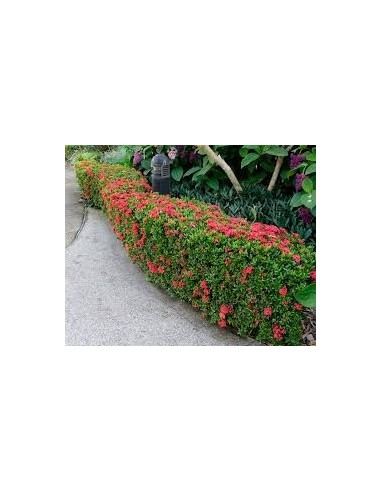 Ixora Roja - Ixora coccinea (Geranio de la jungla) Isora, itsora, coralito Venta en internet