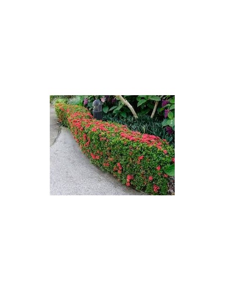 1 Ixora coccinea Live plant -Common red
