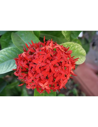 1 Ixora coccinea Live plant -Common red