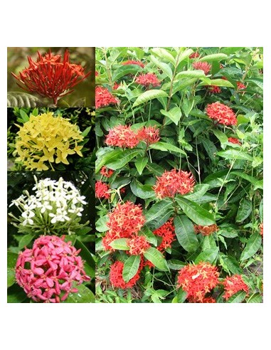 1 Ixora coccinea Live plant -Common red
