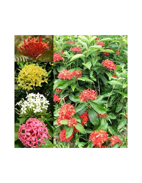 1 Ixora coccinea Live plant -Common red