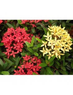 Ixora amarilla (Ixora coccinea) Venta de Plantas ornamentales para Jardin 2