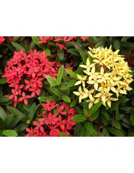 Ixora amarilla (Ixora coccinea) Venta de Plantas ornamentales para Jardin Ixora amarilla (Ixora coccinea) Venta de Plantas ornamentales para Jardin