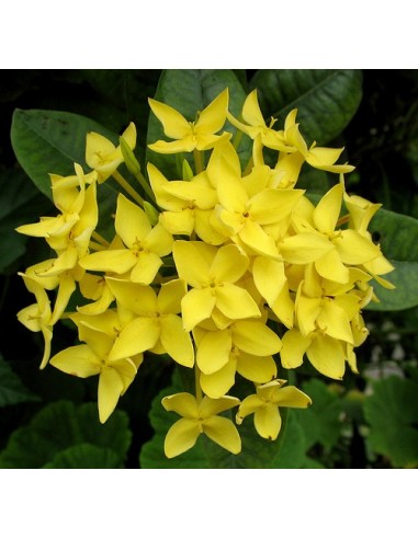 1 Ixora coccinea Live plant - Common Yellow flowers