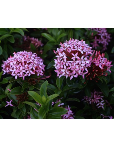 1 Ixora Rosa ''Pink'' Ixora coccinea - Rara variedad - Plantas exoticas para decoracion de Jardines diseñadores
