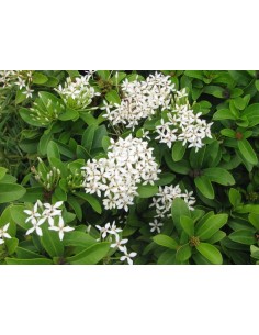 1 Ixora coccinea Live plant - Common White- Live rare plants For sale USA 2