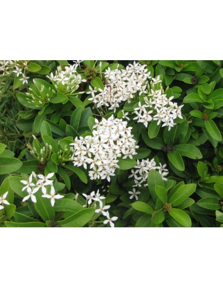 1 Ixora Blanca (ixora coccinea) Venta de plantas de isora, itsora, izora, En Mexico mayoreo y menudeo