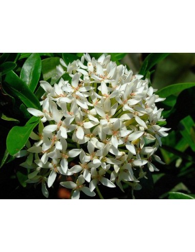 1 Ixora coccinea Live plant - Common White- Live rare plants For sale USA