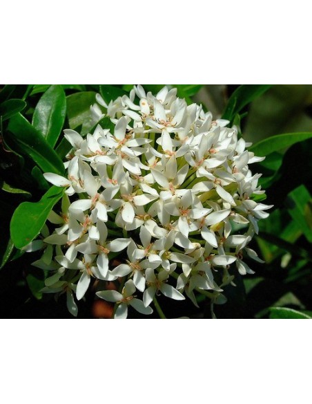 1 Ixora Blanca (ixora coccinea) Venta de plantas de isora, itsora, izora, En Mexico mayoreo y menudeo