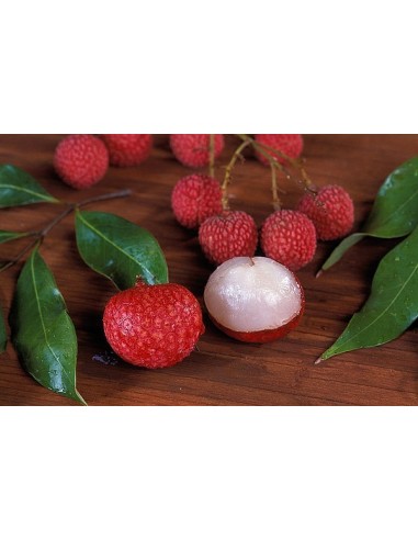 1 Leeche tree (Litchi chinensis) Lychee Exotic fruits of the world plants