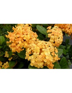 1 Ixora ''Maui sunset'' Peach- Yellow coccinea Live plant - Live rare plants For sale USA 2