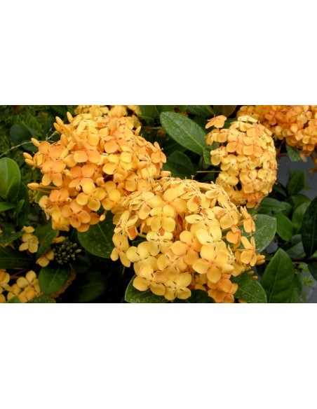 Ixora ''Maui amarilla'' - Ixora sunset yellow - Venta de plantas unicas y Raras.