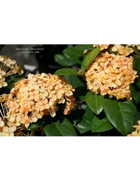 1 Ixora ''Maui sunset'' Peach- Yellow coccinea Live plant - Live rare plants For sale USA