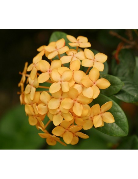 Ixora ''Maui amarilla'' - Ixora sunset yellow - Venta de plantas unicas y Raras.