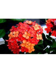 Ixora ''Maui roja'' -Ixora coccinea Cultivares raros de Plantas tropicales solo aqui. 2