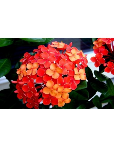 1 Ixora ''Maui red''  coccinea Live plant - Live rare plants For sale USA