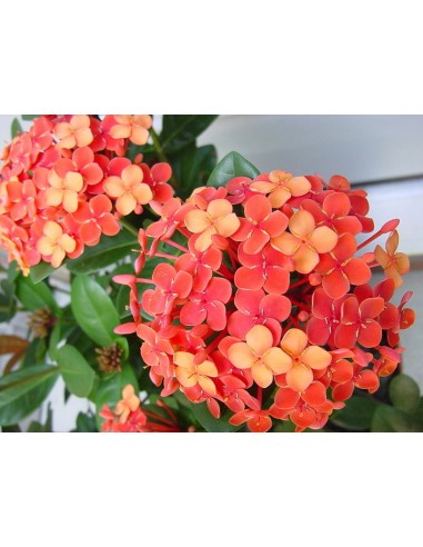 Ixora ''Maui roja'' -Ixora coccinea Cultivares raros de Plantas tropicales solo aqui.