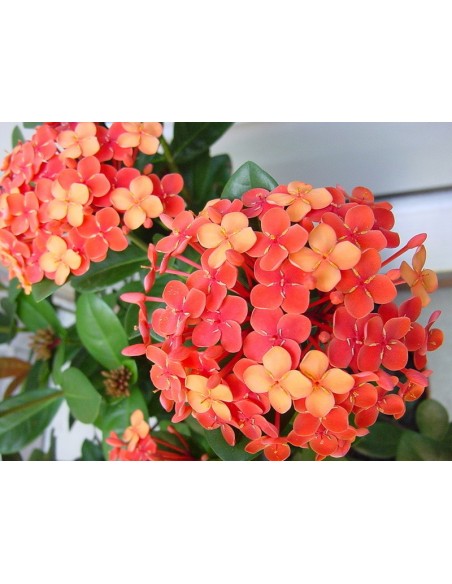 1 Ixora ''Maui red''  coccinea Live plant - Live rare plants For sale USA