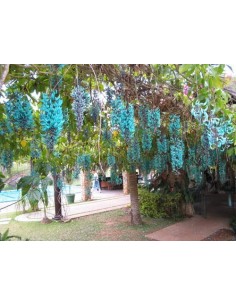 Enredadera de Jade (Strongylodon macrobotrys) Parra esmeralda Venta en Mexico 2