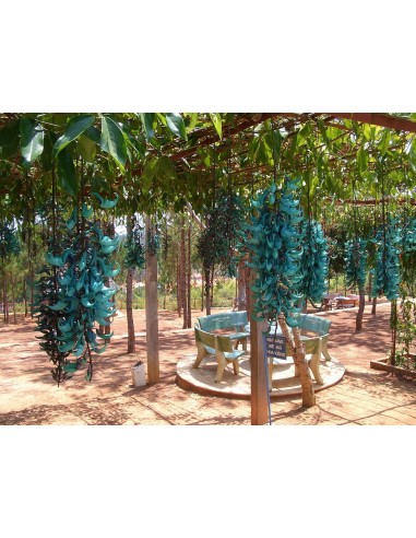 1 Jade Vine (Strongylodon macrobotrys) For sale Online plants HARD TO FIND
