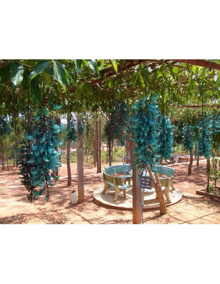 1 Jade Vine (Strongylodon macrobotrys) For sale Online plants HARD TO FIND